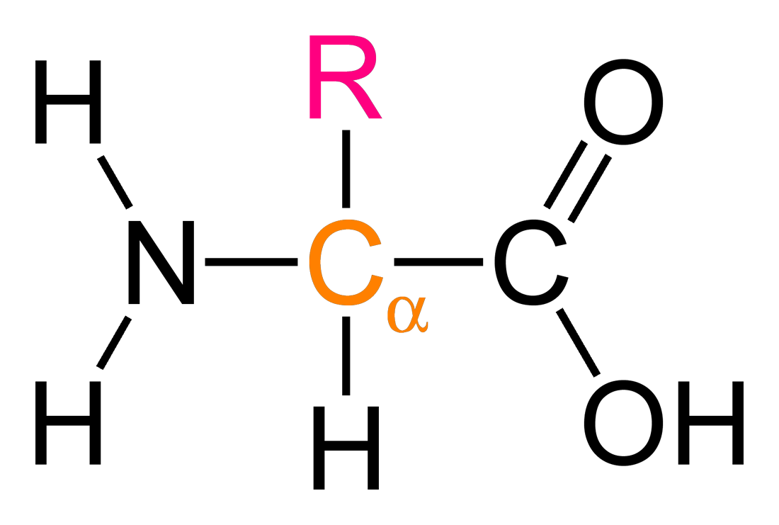 General Structure of an Amino Acid